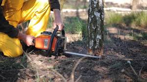 Seasonal Cleanup (Spring/Fall) in Seeley, CA