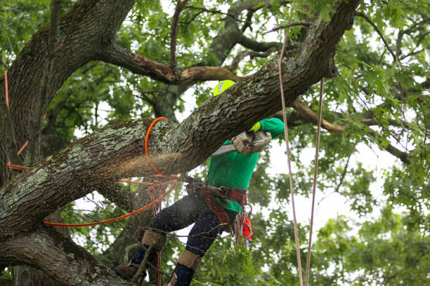 Reliable Seeley, CA Tree Services Solutions