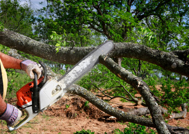 How Our Tree Care Process Works  in  Seeley, CA